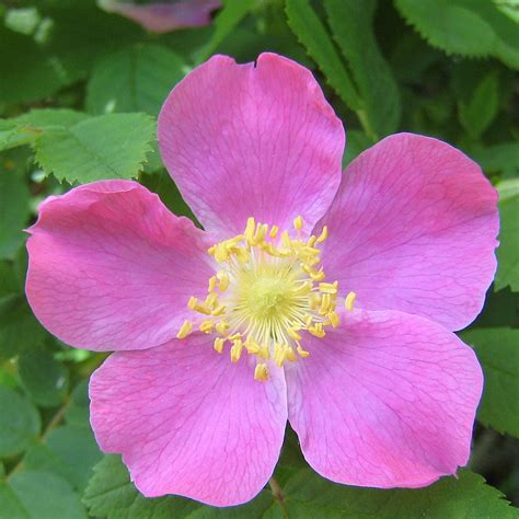 Wild Rose .